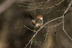 Cisticola cantans