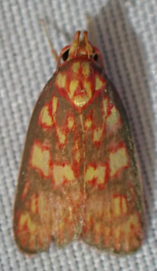 Inga inflammata