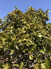 Ochna pulchra pulchra