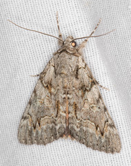 Catocala verrilliana