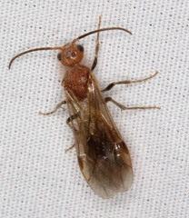 Sphaeropthalma unicolor