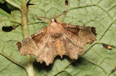 Selenia lunularia