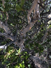 Ochna pulchra pulchra