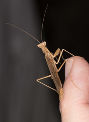 Litaneutria pacifica