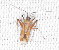 Phytocoris roseus