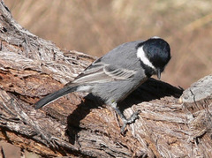 Melaniparus cinerascens