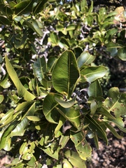 Ochna pulchra pulchra