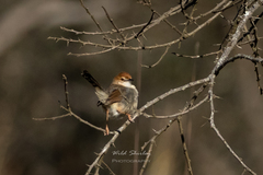 Cisticola cantans