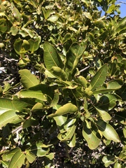 Ochna pulchra pulchra