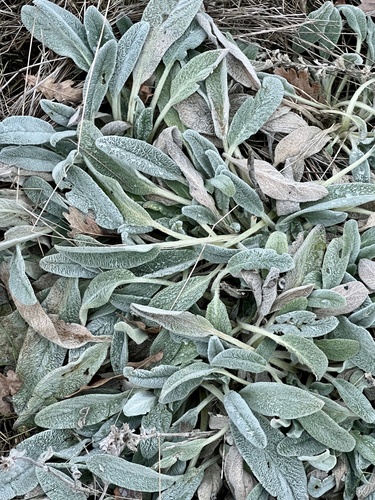 Foto de Peixinho-da-horta