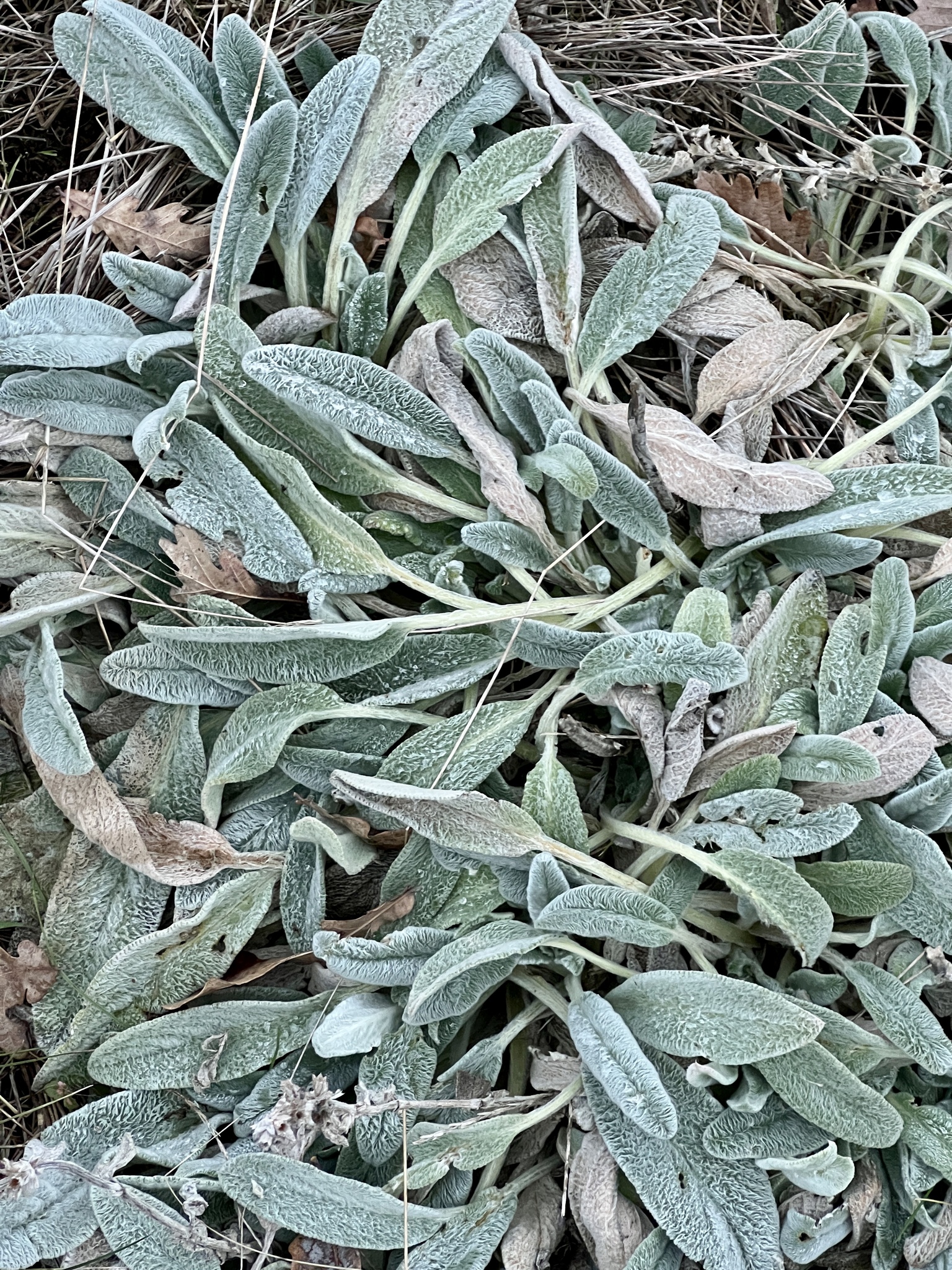 Imagem de Peixinho-da-horta