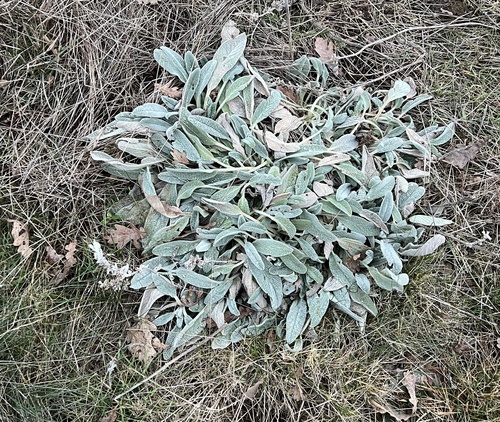 Foto de Peixinho-da-horta