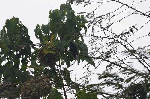 Vieillot's Black Weaver