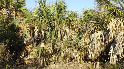 Foto de Palmeira-mexicana