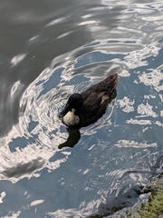 Anas platyrhynchos domesticus