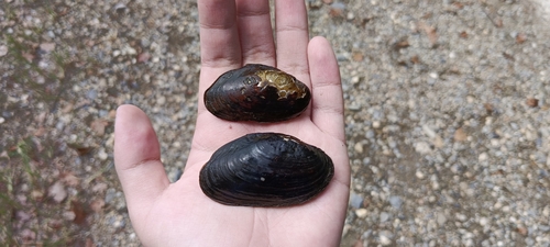 Ptychorhynchus murinum