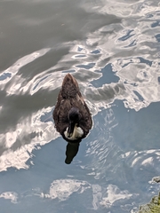 Anas platyrhynchos domesticus