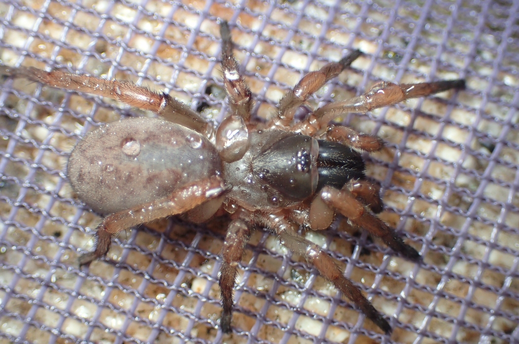 Iberesia valdemoriana