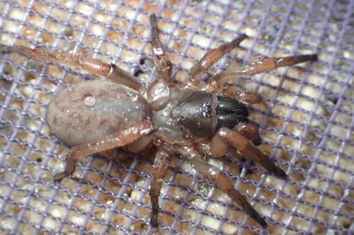 Iberesia valdemoriana