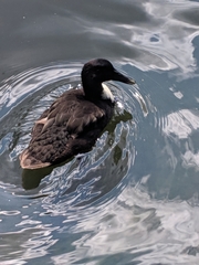 Anas platyrhynchos domesticus