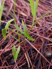 Ipomoea sagittata