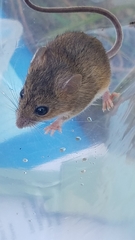 Reithrodontomys fulvescens