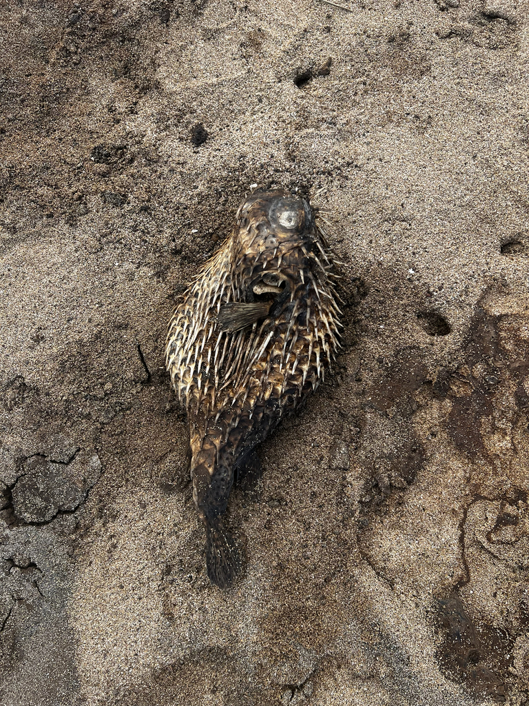 Porcupinefish