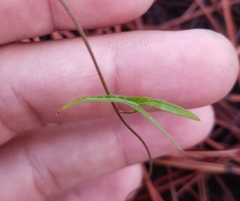 Ipomoea sagittata