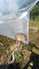 Reithrodontomys fulvescens