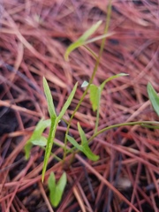 Ipomoea sagittata