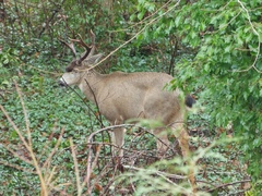 Odocoileus hemionus columbianus