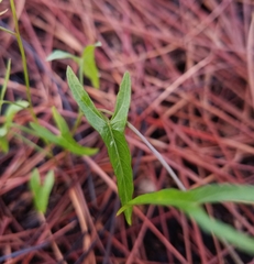 Ipomoea sagittata