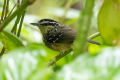 Yellow-Breasted Warbling-Antbird photo 2