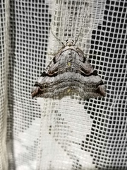 Aplocera praeformata