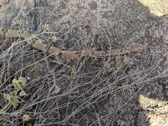 Trimorphodon vilkinsonii