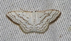 Idaea tacturata