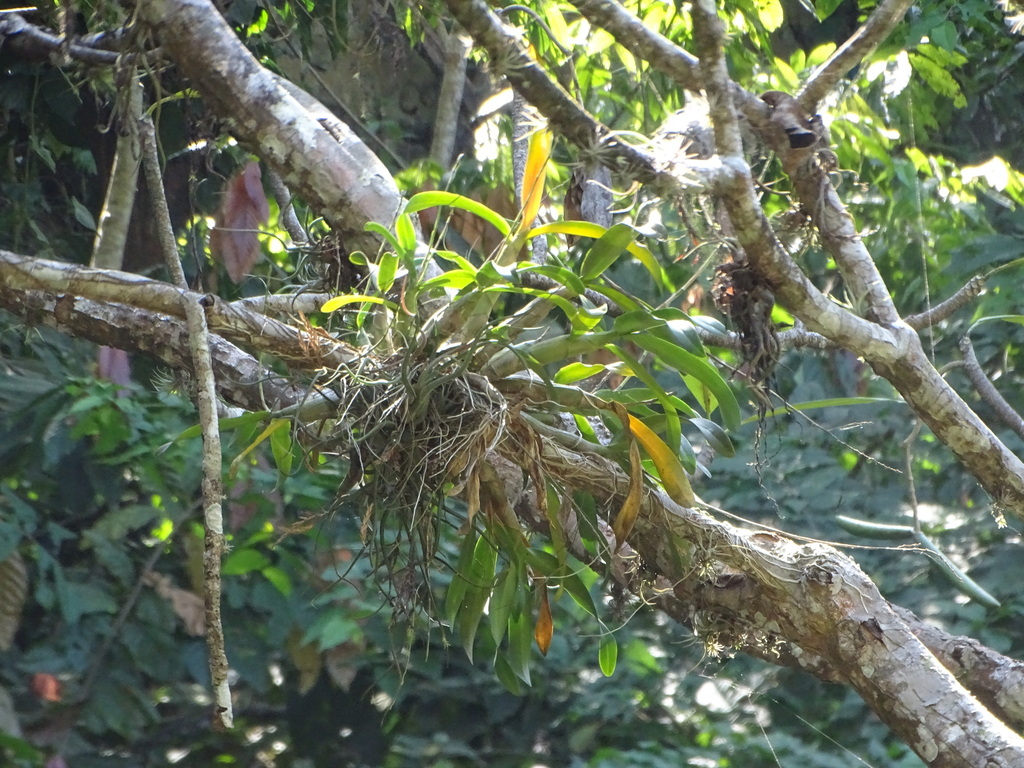 Caularthron bilamellatum