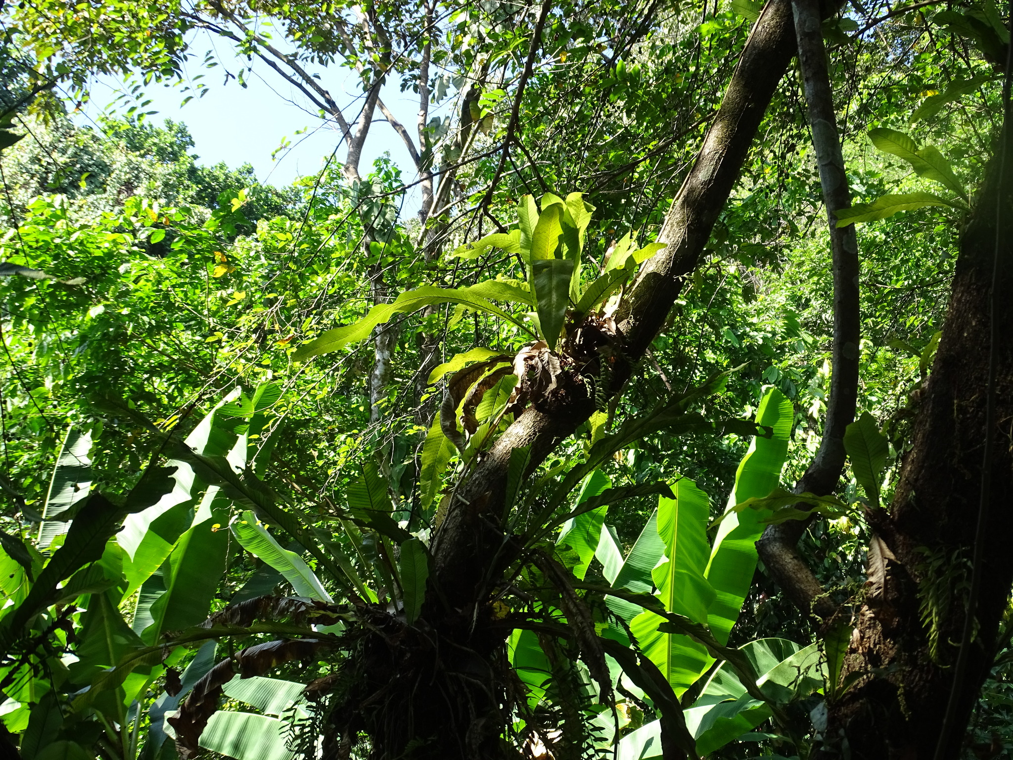 Imagem de Samambaia-açu
