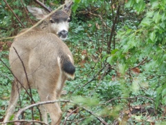 Odocoileus hemionus columbianus