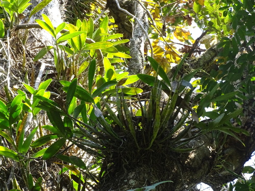 Foto de Orquídea-bambu