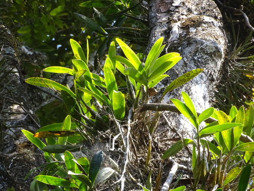 Foto de Orquídea-bambu