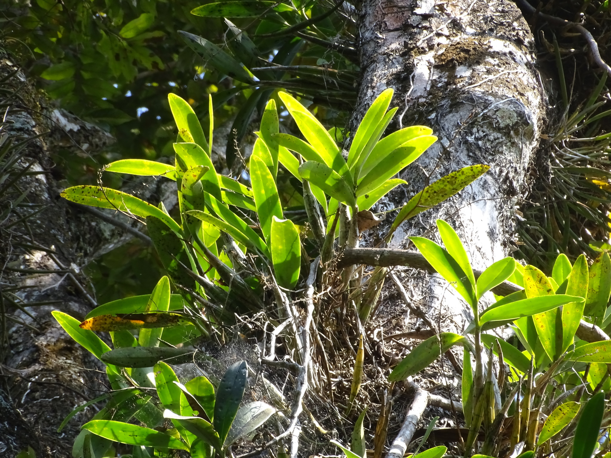 Imagem de Orquídea-bambu