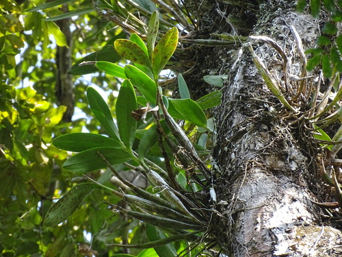 Foto de Orquídea-bambu