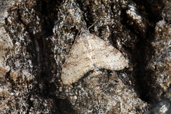 Trichopteryx carpinata