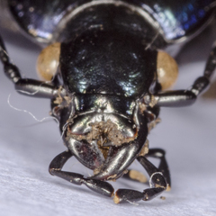 Carabus deyrolei