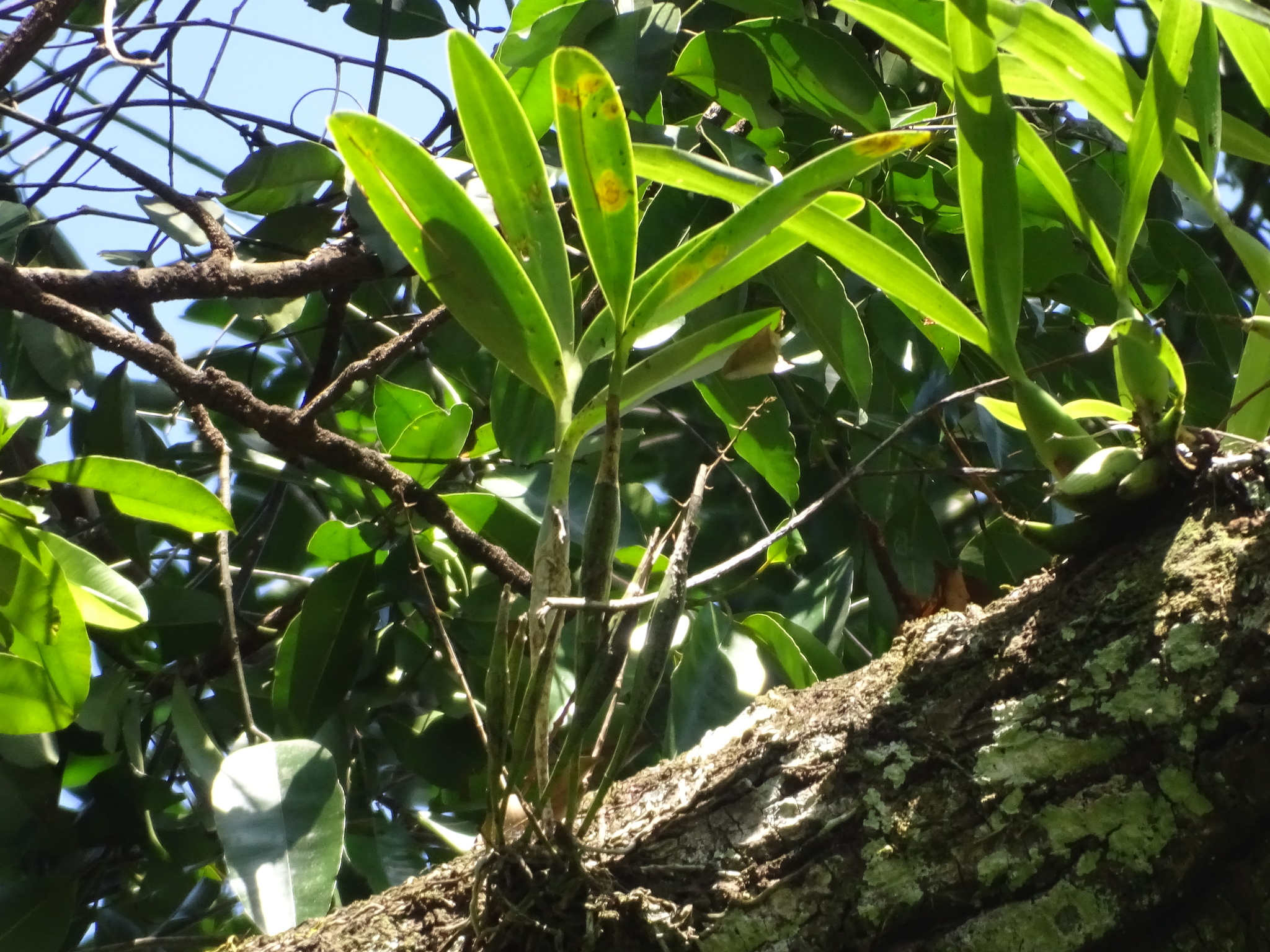 Imagem de Orquídea-bambu