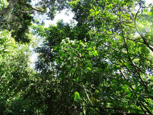 Image of Dendropanax arboreus by (c) Alexis López Hernández, some rights reserved (CC BY)