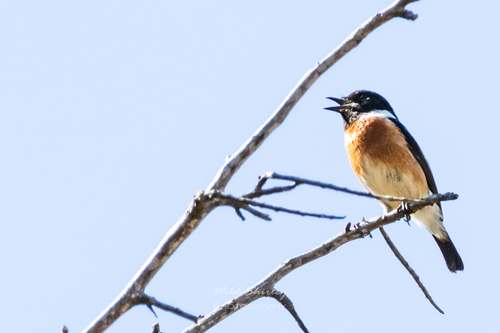 African Stonechat