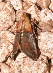 Cacozelia basiochrealis
