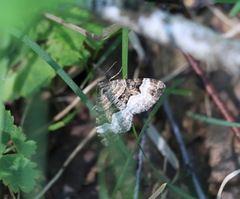 Xanthorhoe biriviata